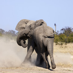 Fototapeta na wymiar Two Elephants fighting in the Savuti region of Botswana