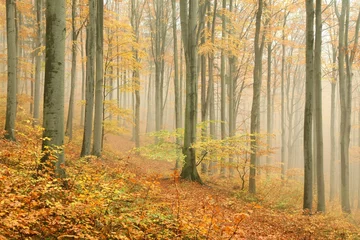 Foto op Plexiglas Herfst beukenbos omgeven door bergmist © Aniszewski