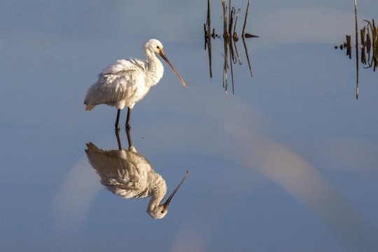 Common Spoonbill (Platalea Leucorodia)