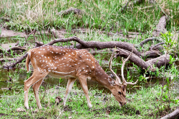 Chital deer in the Bandhavgarh National Park in India