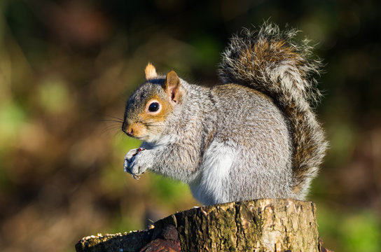 Grey Squirrel (Sciurus carolinensis)