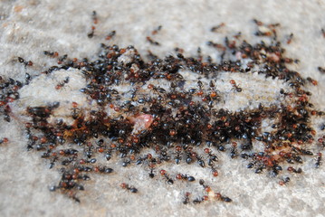 fourmis
