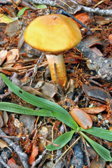 Seta de encinar