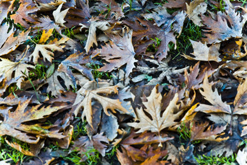 autunno