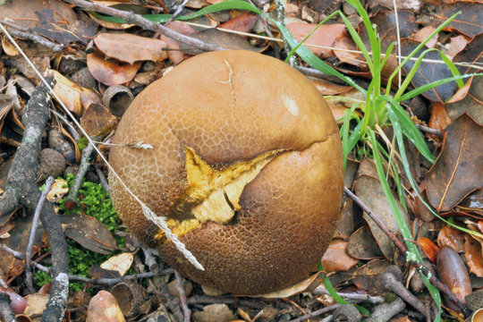 Licoperdon piriforme, lycoperdon pyriforme