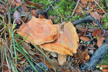 Níscalo falso, lactarius torminosus