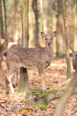 Deer in autumn forest