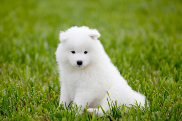 Samoyed dog