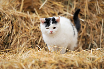 Cat on a straw