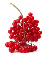 Branches of viburnum berries isolated on white.