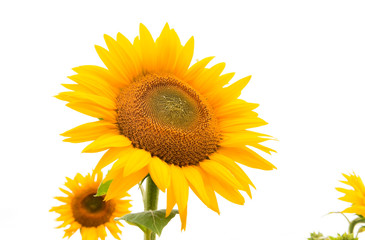 Obraz premium sunflowers