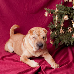 christmas sharpei dog