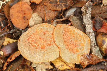 Níscalo falso, lactarius torminosus