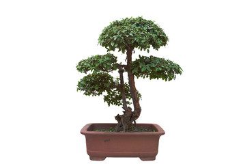 Pine bonsai white background