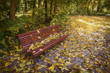Lonely Bench in Autumn