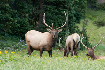 A group of large bull elk