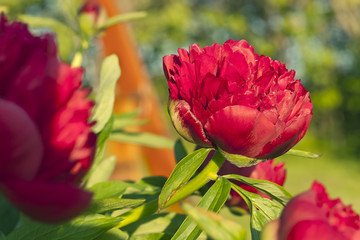 Peony flowers in garden