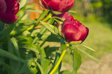 Peony flowers in garden