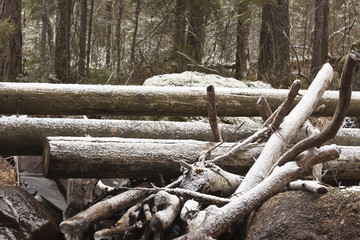 Driftwood, probably remains after sawmill