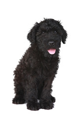 Cute Black Russian Terrier Puppy Dog on White Background