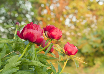 Peony flowers in garden