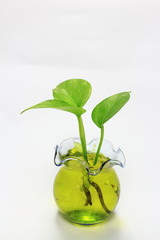 Green plant on a white background