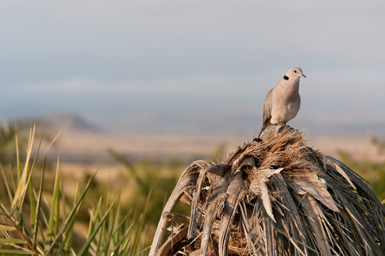 Fototapeta Amboseli ring-necked dove
