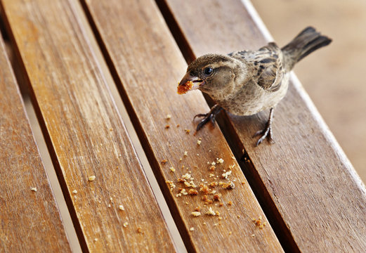spatz
