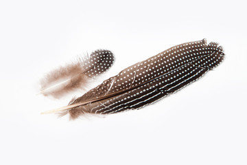 feather