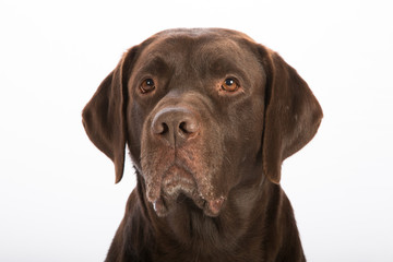 Portrait eines Hundes vor weissem Hintergrund
