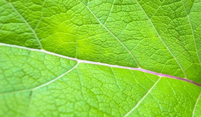 leaf background