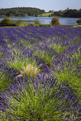 Lavender - United Kingdom