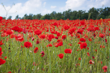 Obraz premium Poppies on a field