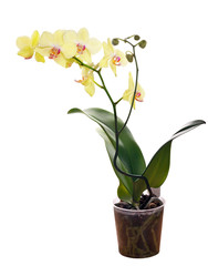 yellow orchid flower in pot on white background