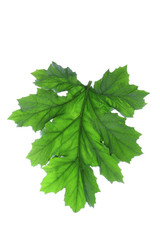 Bear's Breeches Leaf