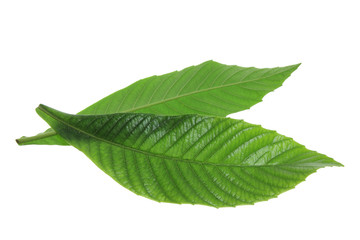 Obraz premium Ash Tree Leaves