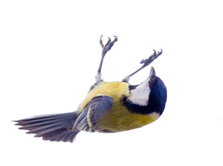 Various great tit