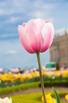 Pink tulib