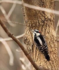 Downy woodpecker, Picoides pubescens