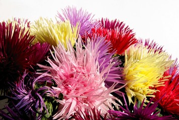 pretty aster flowers