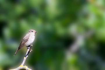 sparrow on green