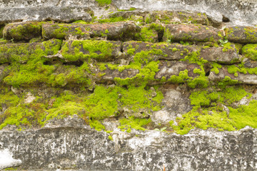 Moss And Wall