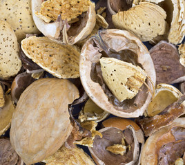 Close view nutshells