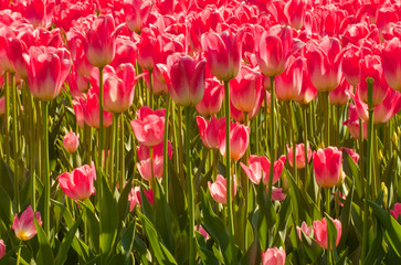 prato tulipani rosa, sfondo fiorito