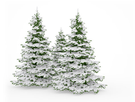 Snow covered christmas trees on white background