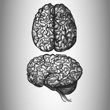 Brain. Set of Two Views. hand drawn
