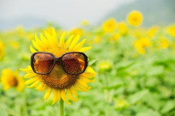 Sunflower wearing sunglasses