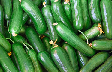 Organic Fresh Cucumbers