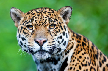 Jaguar - Panthera onca - 47517429