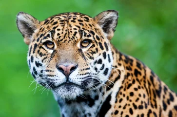 Abwaschbare Fototapete Südamerika Jaguar - Panthera onca
